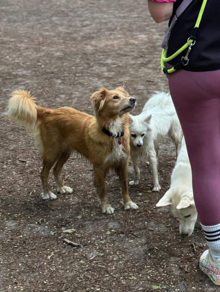 KAHU Dog Walk eigenaar in Bunschoten